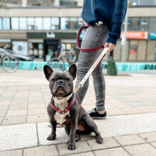 Load image into Gallery viewer, Biothane Hands Free Dog Leash