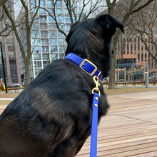 Load image into Gallery viewer, Cobalt Blue Standard Leash