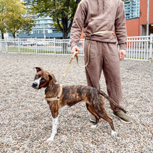Load image into Gallery viewer, Biothane Hands Free Dog Leash