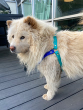 Load image into Gallery viewer, Biothane Dog Harness