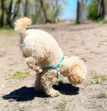 Load image into Gallery viewer, Biothane Dog Harness