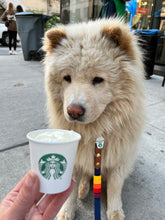 Load image into Gallery viewer, Pup Cup Dog Tag
