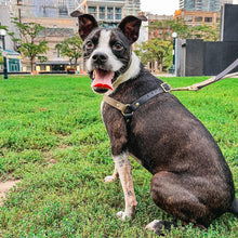 Load image into Gallery viewer, Biothane Dog Harness