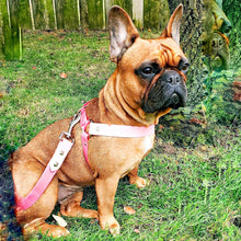 Load image into Gallery viewer, Biothane Dog Harness