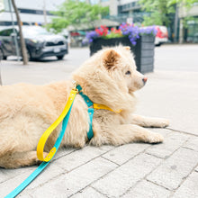 Load image into Gallery viewer, Biothane Dog Harness