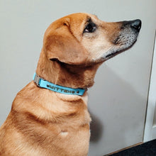 Load image into Gallery viewer, Martingale Dog Collar With Belt Buckle
