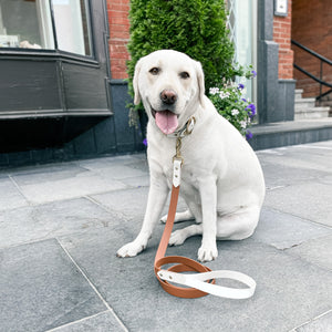 Brown and White Standard Leash