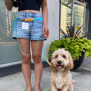 bungee dog leash