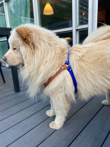 Biothane Dog Harness