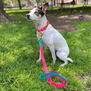 Biothane Standard Dog Leash