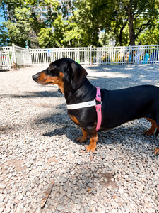 Biothane Dog Harness