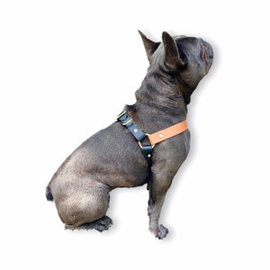 frenchie harness