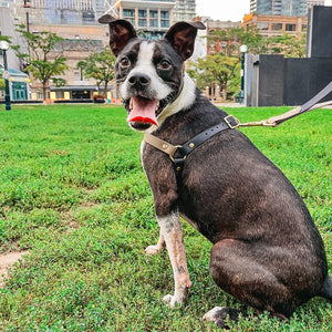 Biothane Dog Harness