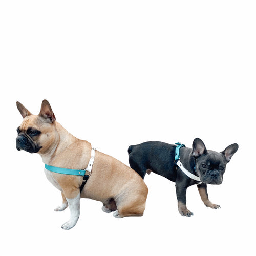 dog harness canada